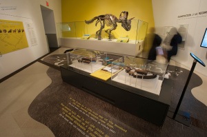 Mounted skeleton of Wendiceratops on display at the Royal Ontario Museum, Toronto.
